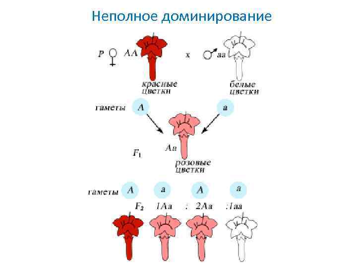 Куколд доминирование фото