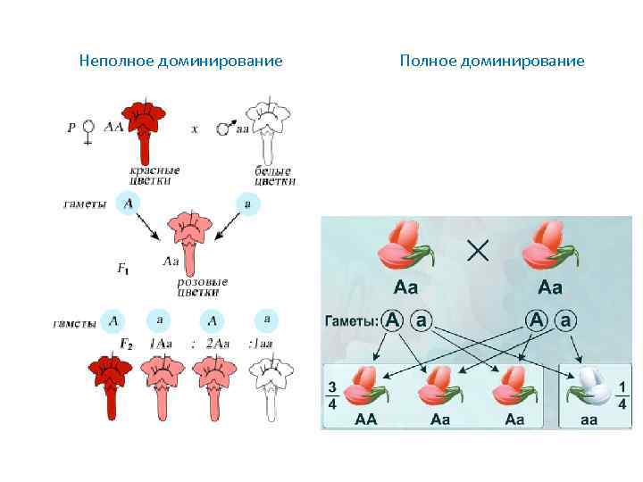 Неполное доминирование Полное доминирование 