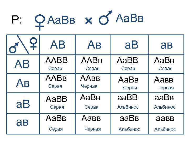 Р: Аа. Вв АВ Ав а. В ав АВ ААВв Аа. ВВ Аа. Вв