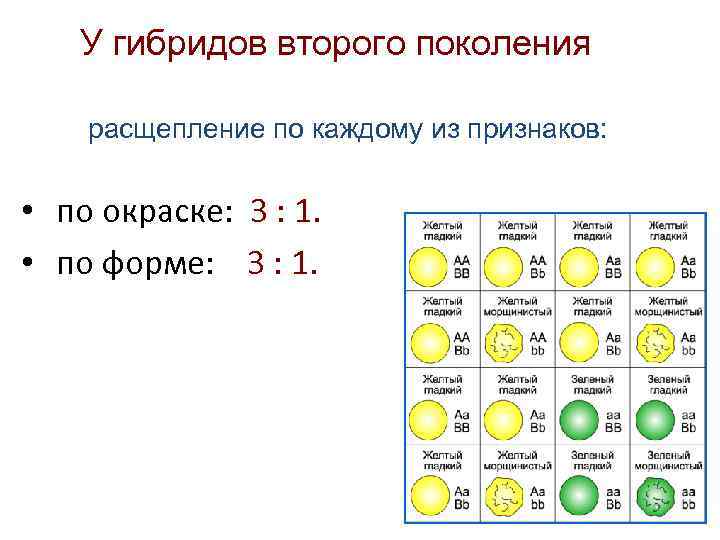 У гибридов второго поколения расщепление по каждому из признаков: • по окраске: 3 :