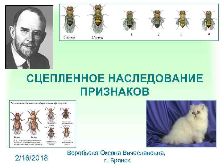 СЦЕПЛЕННОЕ НАСЛЕДОВАНИЕ ПРИЗНАКОВ 2/16/2018 Воробьева Оксана Вячеславовна, г. Брянск 