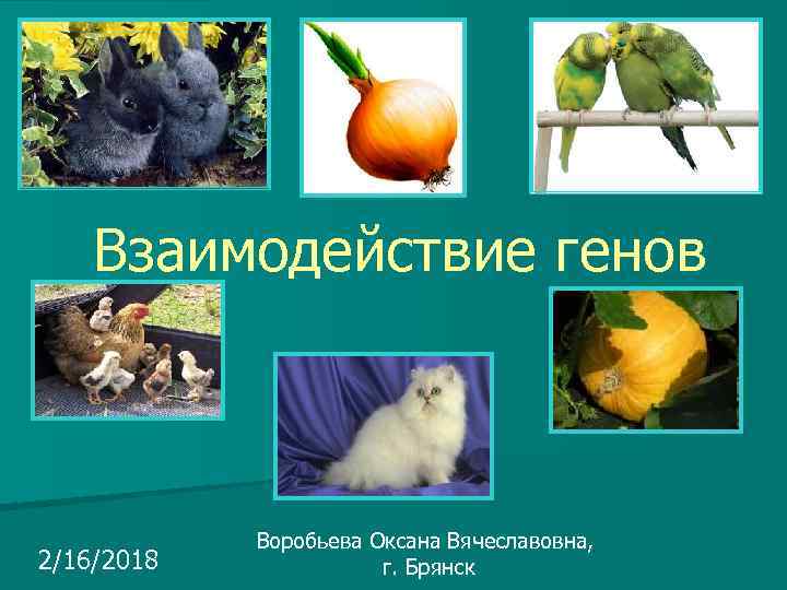 Взаимодействие генов 2/16/2018 Воробьева Оксана Вячеславовна, г. Брянск 