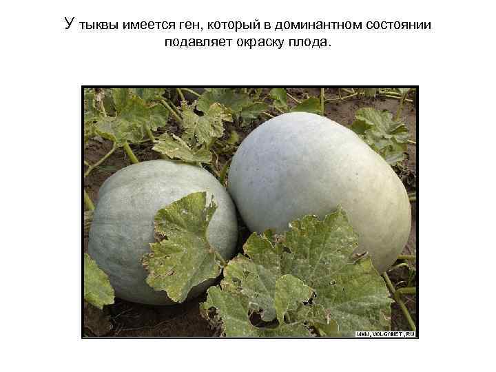 У тыквы имеется ген, который в доминантном состоянии подавляет окраску плода. 