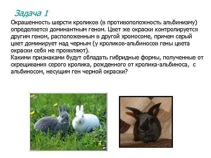 Задача 1 Окрашенность шерсти кроликов (в противоположность альбинизму) определяется доминантным геном. Цвет же окраски