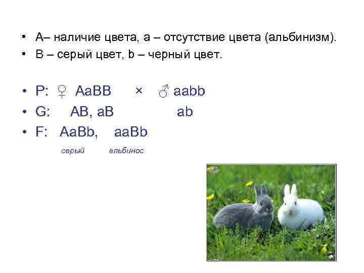  • А– наличие цвета, a – отсутствие цвета (альбинизм). • B – серый