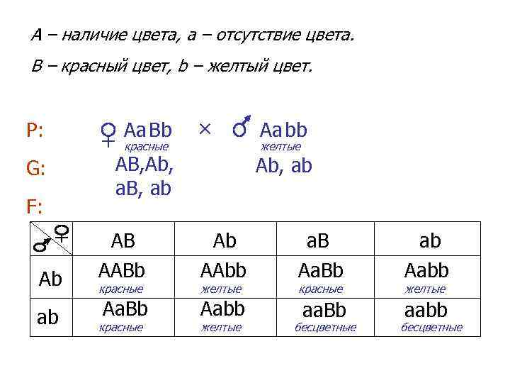 A – наличие цвета, a – отсутствие цвета. B – красный цвет, b –