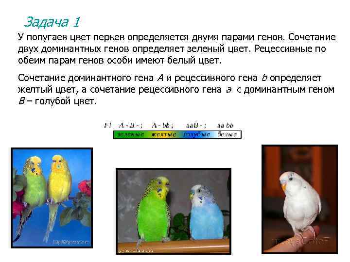 Задача 1 У попугаев цвет перьев определяется двумя парами генов. Сочетание двух доминантных генов
