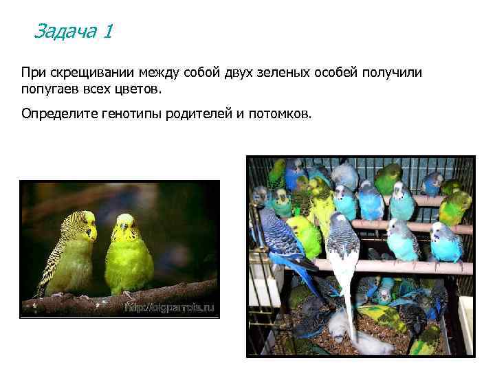 Задача 1 При скрещивании между собой двух зеленых особей получили попугаев всех цветов. Определите