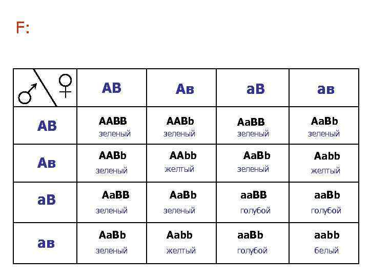 F: АВ Ав а. В Аа. ВВ АВ ААВb зеленый Ав ААВb а. В