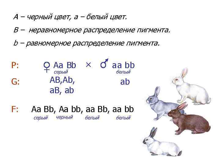 А – черный цвет, a – белый цвет. B – неравномерное распределение пигмента. b