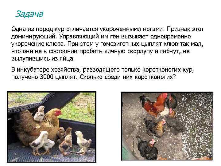 Задача Одна из пород кур отличается укороченными ногами. Признак этот доминирующий. Управляющий им ген