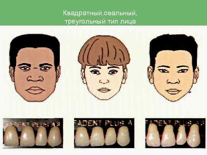 Квадратный, овальный, треугольный тип лица 
