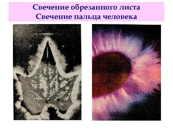 Свечение обрезанного листа Свечение пальца человека 