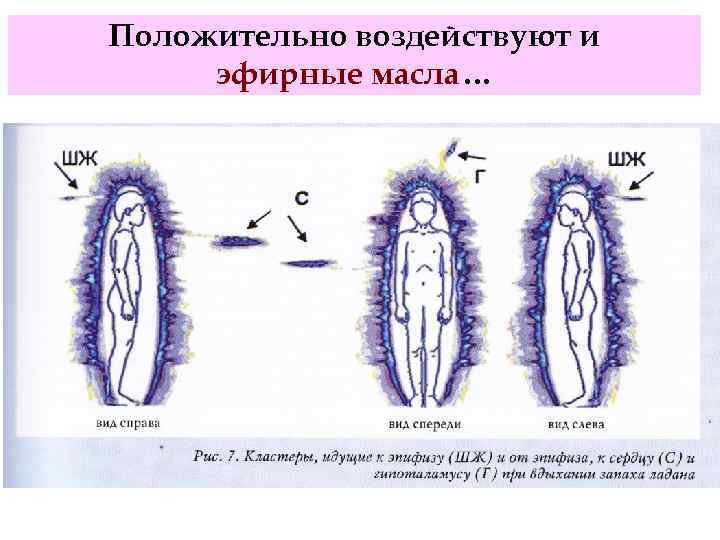 Положительно воздействуют и эфирные масла… 