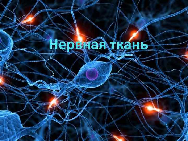 Нервная ткань 