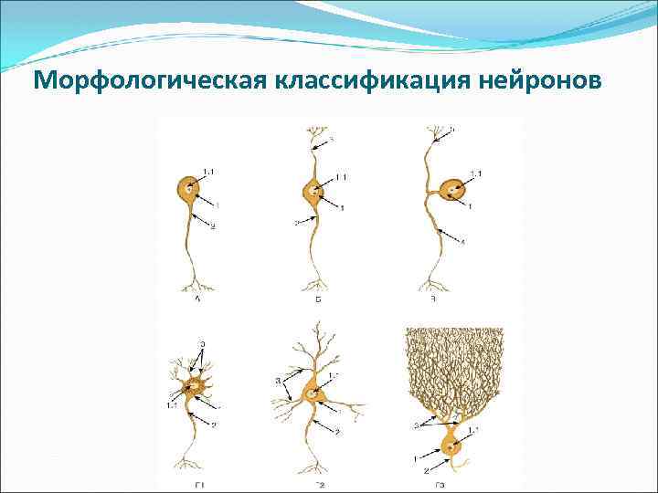 Морфологическая классификация нейронов 