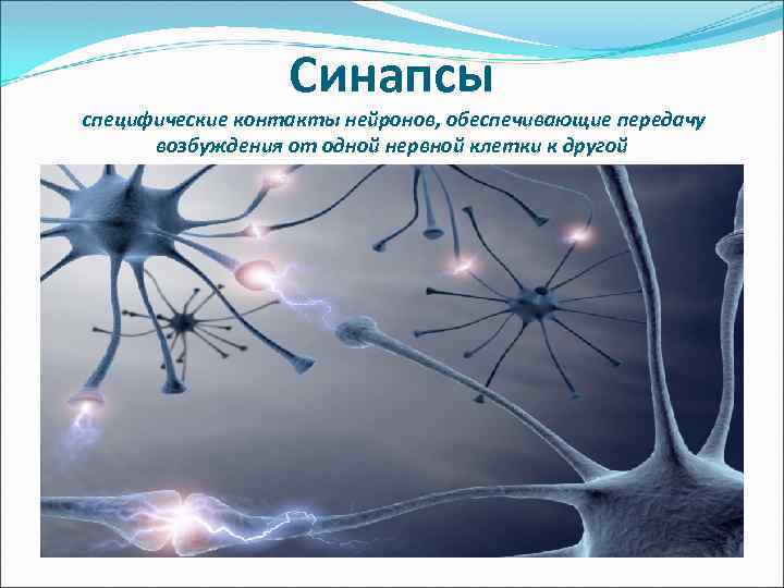Синапсы специфические контакты нейронов, обеспечивающие передачу возбуждения от одной нервной клетки к другой 