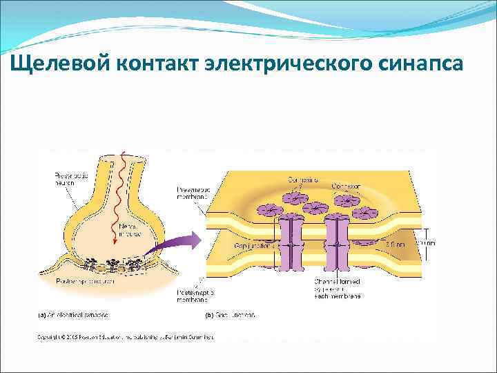 Щелевой контакт электрического синапса 