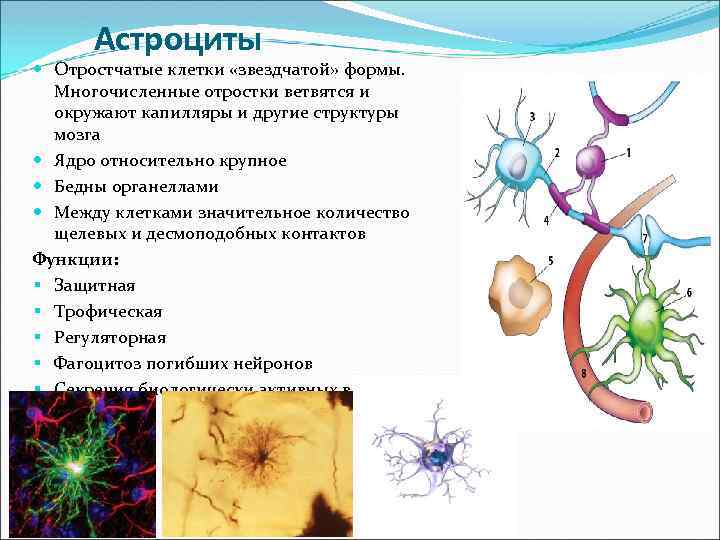 Астроциты Отростчатые клетки «звездчатой» формы. Многочисленные отростки ветвятся и окружают капилляры и другие структуры