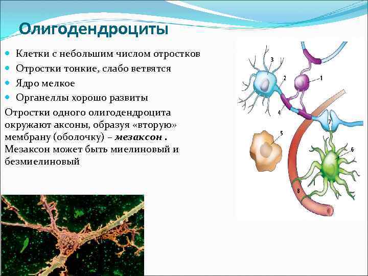 Олигодендроциты Клетки с небольшим числом отростков Отростки тонкие, слабо ветвятся Ядро мелкое Органеллы хорошо