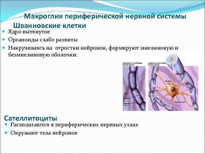 Макроглия периферической нервной системы Шванновские клетки Ядро вытянутое Органоиды слабо развиты Накручиваясь на отростки
