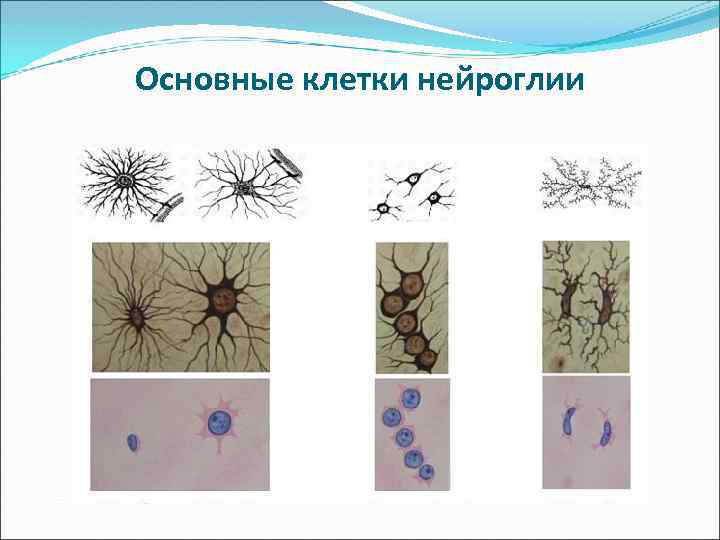 Основные клетки нейроглии 