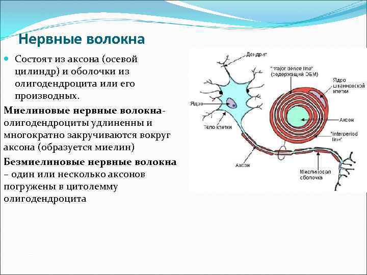 Нервные волокна Состоят из аксона (осевой цилиндр) и оболочки из олигодендроцита или его производных.