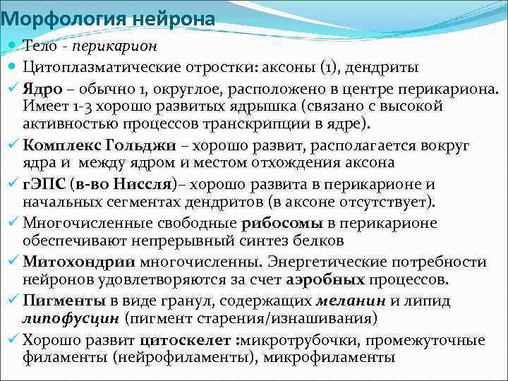 Морфология нейрона Тело - перикарион Цитоплазматические отростки: аксоны (1), дендриты ü Ядро – обычно