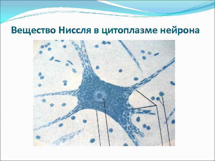 Вещество Ниссля в цитоплазме нейрона 