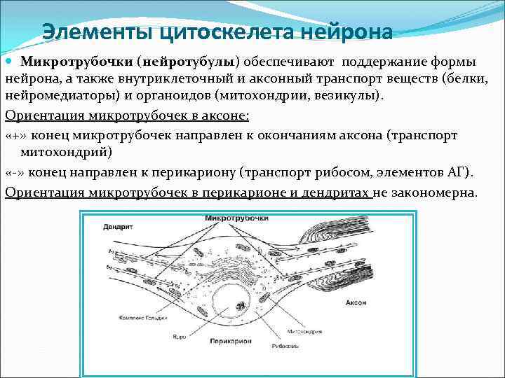 Элементы цитоскелета нейрона Микротрубочки (нейротубулы) обеспечивают поддержание формы нейрона, а также внутриклеточный и аксонный