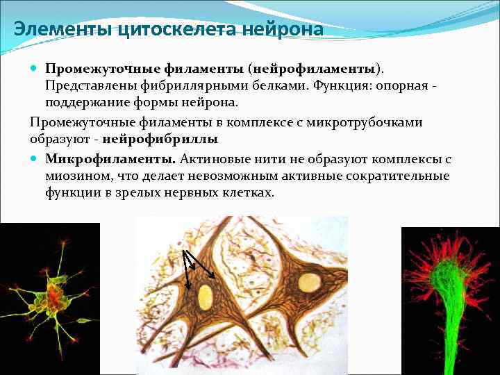 Элементы цитоскелета нейрона Промежуточные филаменты (нейрофиламенты). Представлены фибриллярными белками. Функция: опорная - поддержание формы