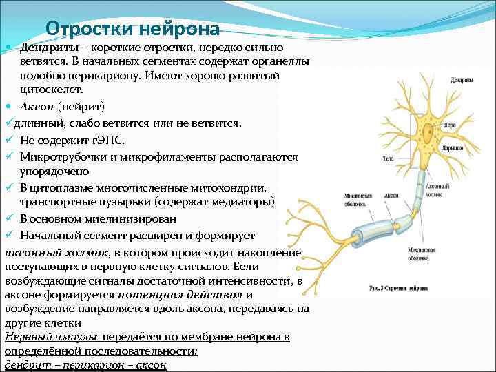 Отростки нейрона Дендриты – короткие отростки, нередко сильно ветвятся. В начальных сегментах содержат органеллы