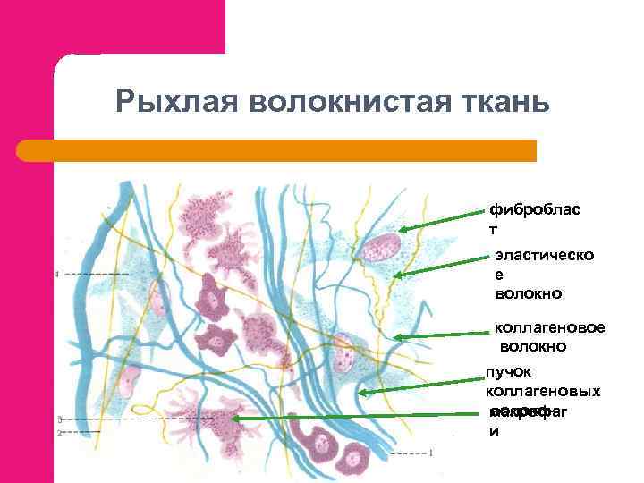 Рисунок рыхлой соединительной ткани