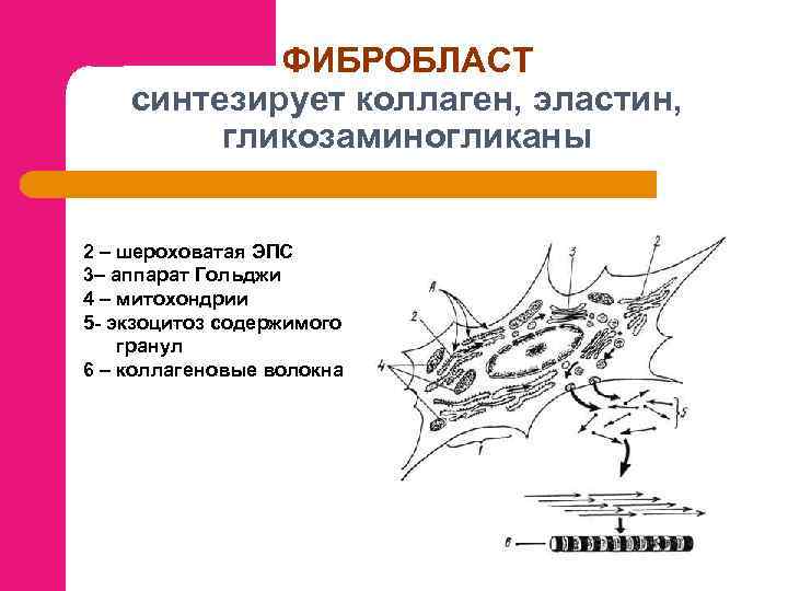 ФИБРОБЛАСТ синтезирует коллаген, эластин, гликозаминогликаны 2 – шероховатая ЭПС 3– аппарат Гольджи 4 –