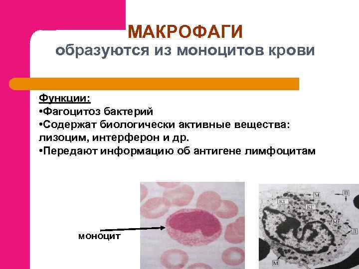 МАКРОФАГИ образуются из моноцитов крови Функции: • Фагоцитоз бактерий • Содержат биологически активные вещества: