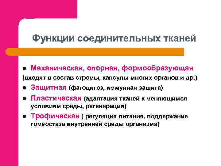 Функции соединительных тканей l Механическая, опорная, формообразующая (входят в состав стромы, капсулы многих органов