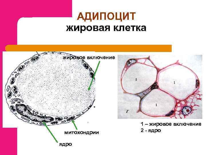 АДИПОЦИТ жировая клетка жировое включение митохондрии ядро 1 – жировое включение 2 - ядро