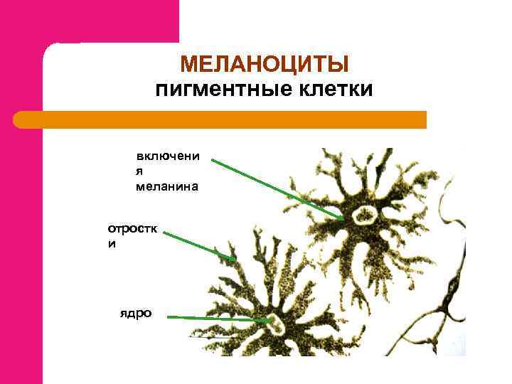 МЕЛАНОЦИТЫ пигментные клетки включени я меланина отростк и ядро 