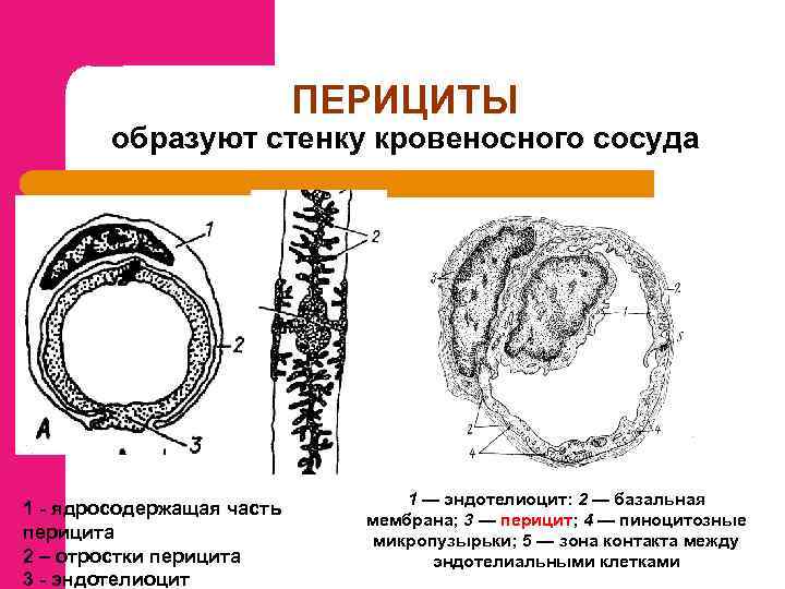 ПЕРИЦИТЫ образуют стенку кровеносного сосуда 1 - ядросодержащая часть перицита 2 – отростки перицита