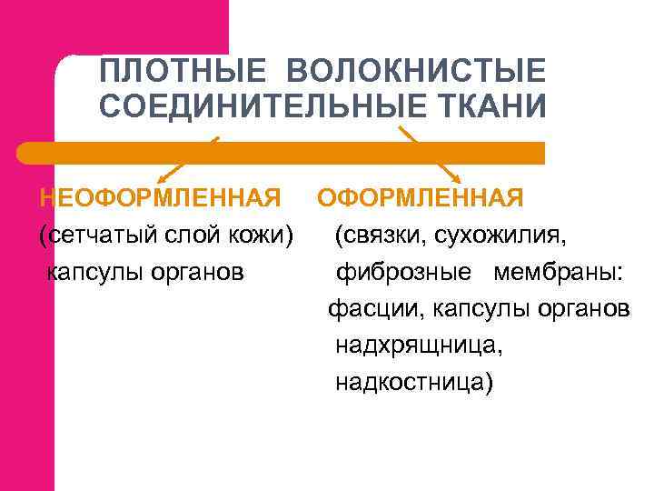 ПЛОТНЫЕ ВОЛОКНИСТЫЕ СОЕДИНИТЕЛЬНЫЕ ТКАНИ НЕОФОРМЛЕННАЯ (сетчатый слой кожи) (связки, сухожилия, капсулы органов фиброзные мембраны: