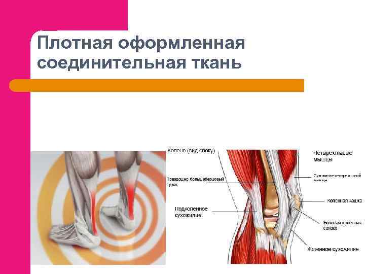 Плотная оформленная соединительная ткань 