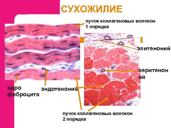 СУХОЖИЛИЕ пучок коллагеновых волокон 1 порядка эпитеноний перитенон ий ядро эндотеноний фиброцита пучок коллагеновых