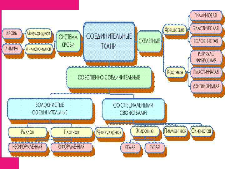 Соединительные ткани Собственно соединительные волокнистые Рыхлая Плотные Специализированные Слизистая Ретикулярная Пигментная Жировая Скелетные Хрящевые