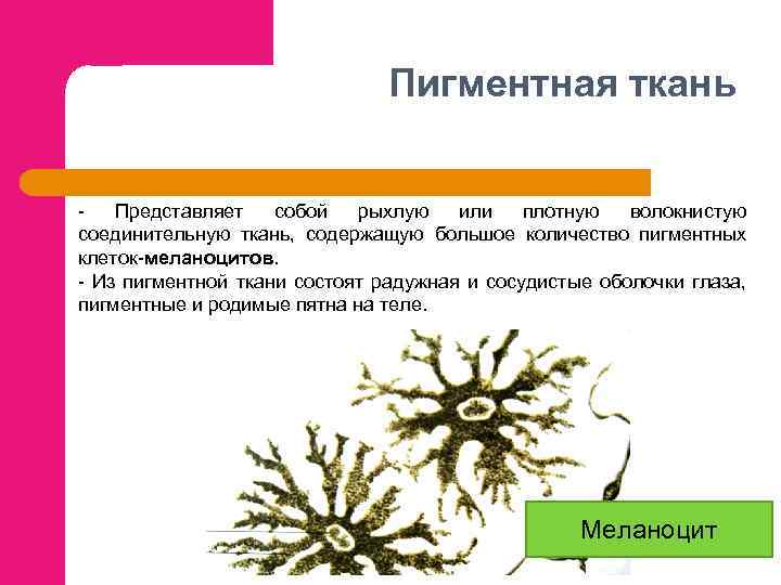 Пигментная ткань Представляет собой рыхлую или плотную волокнистую соединительную ткань, содержащую большое количество пигментных