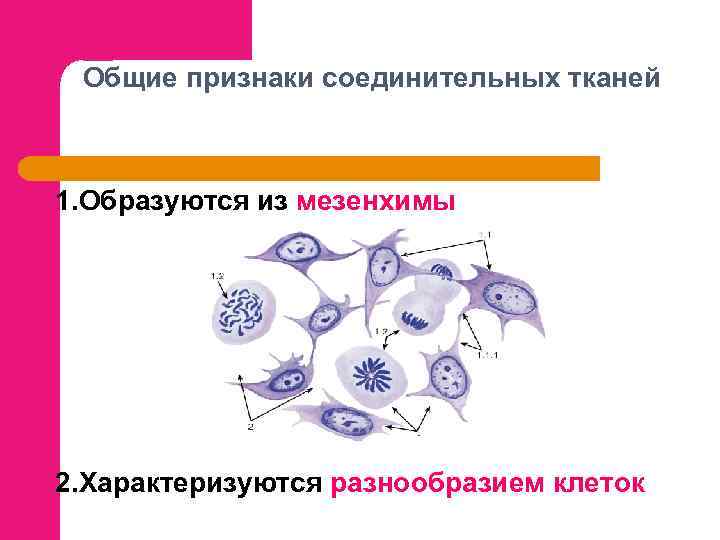 Общие признаки соединительных тканей 1. Образуются из мезенхимы 2. Характеризуются разнообразием клеток 