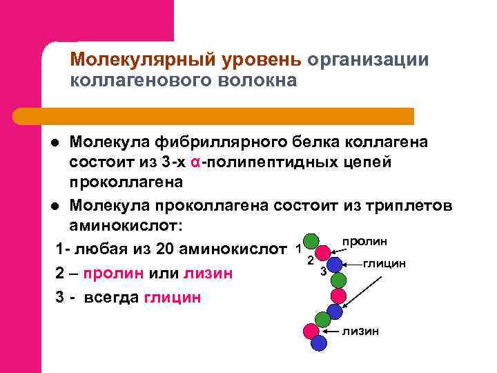 Молекулярный уровень организации коллагенового волокна Молекула фибриллярного белка коллагена состоит из 3 -х α-полипептидных