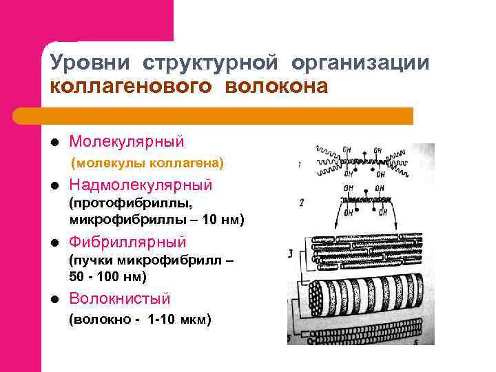 Уровни структурной организации коллагенового волокона l Молекулярный (молекулы коллагена) l Надмолекулярный (протофибриллы, микрофибриллы –