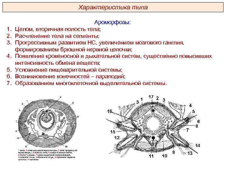 Характеристика типа 1. 2. 3. 4. 5. 6. 7. Ароморфозы: Целом, вторичная полость тела;