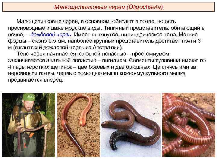 Малощетинковые черви (Oligochaeta) Малощетинковые черви, в основном, обитают в почве, но есть пресноводные и