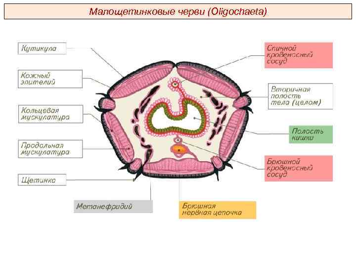 Малощетинковые черви (Oligochaeta) 